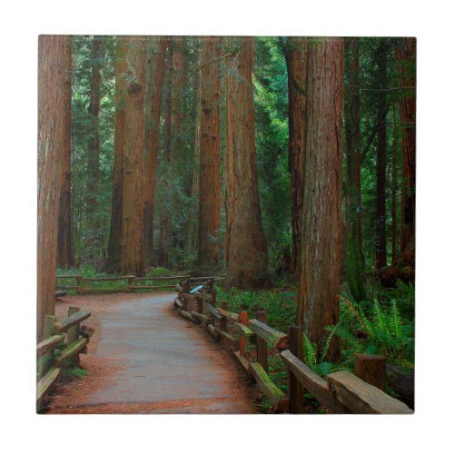 USA California Path Among Redwoods In Muir Tile