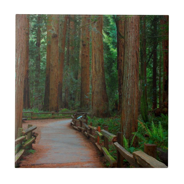 USA, California. Path Among Redwoods In Muir Tile (Front)