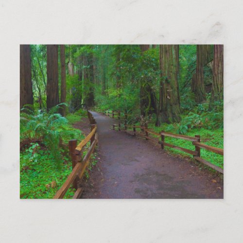 USA California Path Among Redwoods Postcard