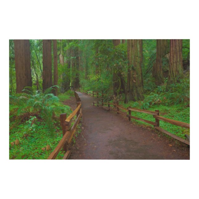 USA, California. Path Among Redwoods Wood Wall Art (Front)