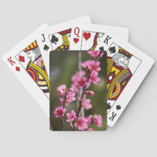 USA, California. Pink Blooms On A Tree Poker Cards