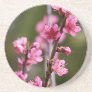 USA, California. Pink Blooms On A Tree Sandstone Coaster