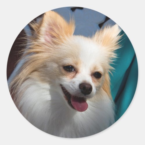 USA California Pomeranian Portrait Classic Round Sticker
