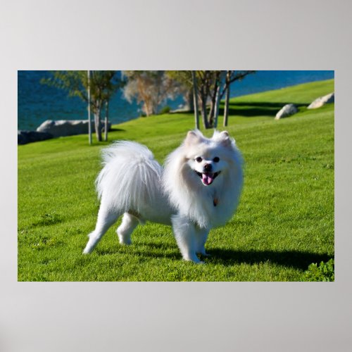 USA California Pomeranian Standing Poster