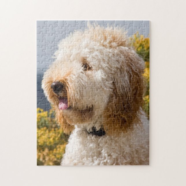 USA, California. Portrait Of Labradoodle 3 Jigsaw Puzzle (Vertical)