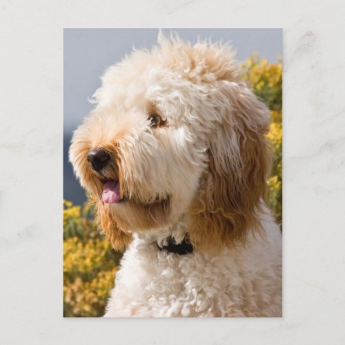 USA California Portrait Of Labradoodle 3 Postcard