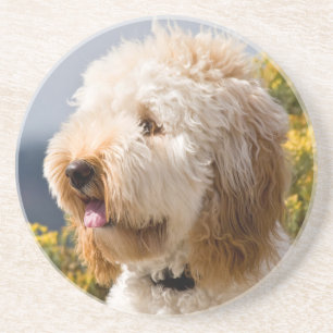 USA, California. Portrait Of Labradoodle 3 Sandstone Coaster
