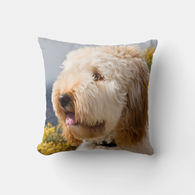 USA, California. Portrait Of Labradoodle 3 Throw Pillow (Front)