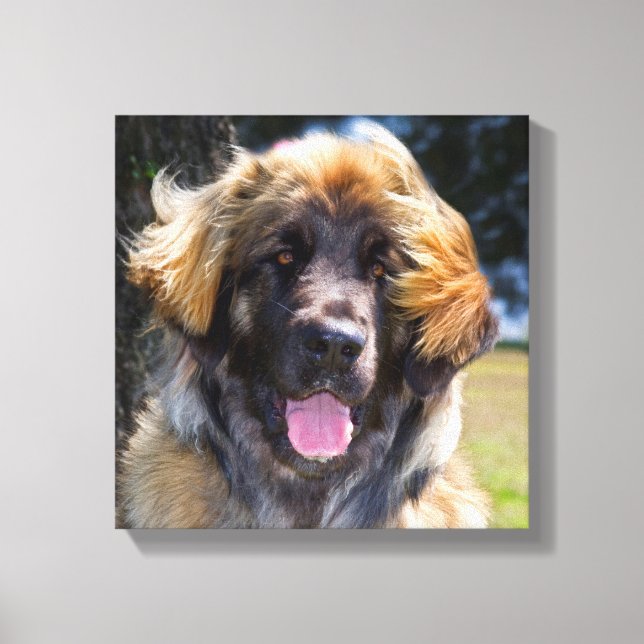 USA, California. Portrait Of Leonberger Sitting Canvas Print (Front)