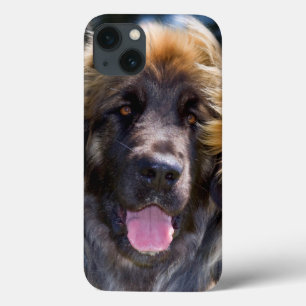 USA, California. Portrait Of Leonberger Sitting iPhone 13 Case