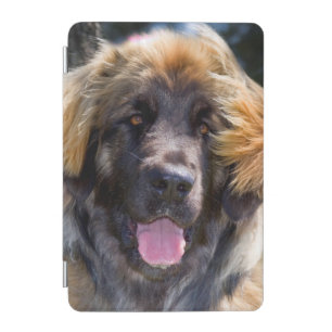 USA, California. Portrait Of Leonberger Sitting iPad Mini Cover