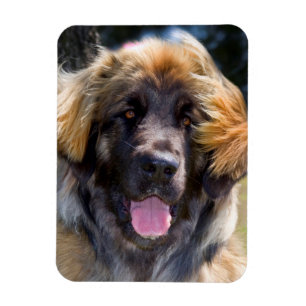 USA, California. Portrait Of Leonberger Sitting Magnet