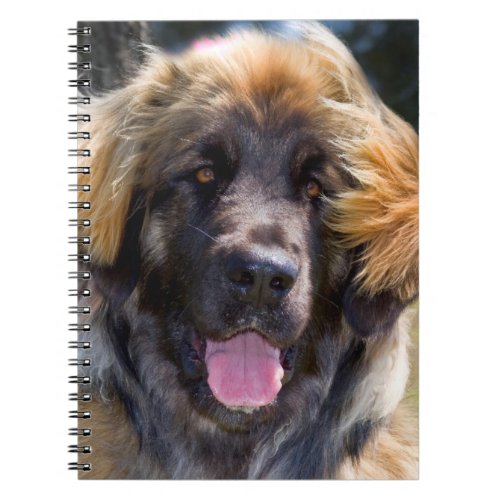 USA California Portrait Of Leonberger Sitting Notebook