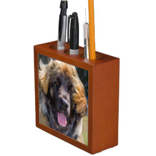 USA, California. Portrait Of Leonberger Sitting Pencil Holder