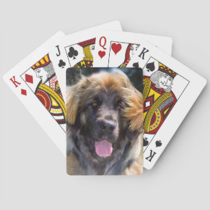 USA, California. Portrait Of Leonberger Sitting Poker Cards