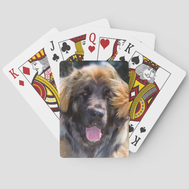 USA, California. Portrait Of Leonberger Sitting Poker Cards (Back)