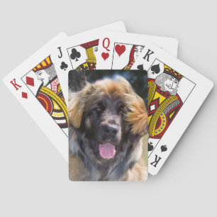 USA, California. Portrait Of Leonberger Sitting Poker Cards