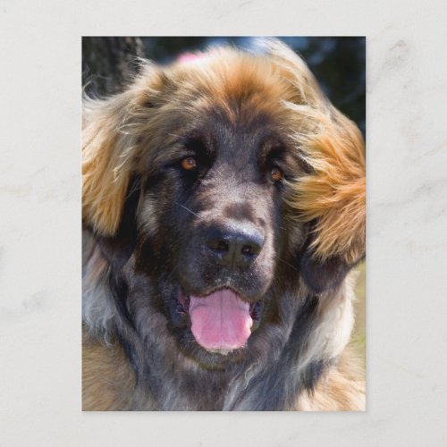 USA California Portrait Of Leonberger Sitting Postcard