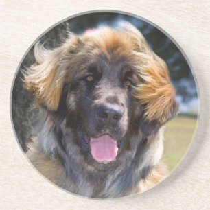 USA, California. Portrait Of Leonberger Sitting Sandstone Coaster