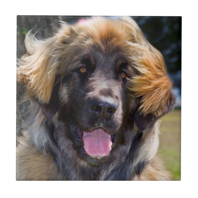 USA, California. Portrait Of Leonberger Sitting Tile (Front)