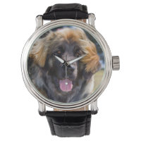 USA, California. Portrait Of Leonberger Sitting