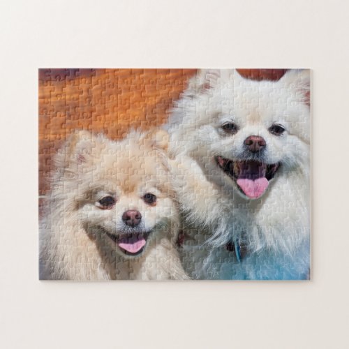 USA California Portrait Of Two Pomeranians Jigsaw Puzzle