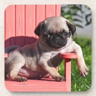 USA, California. Pug Puppy Slouching Beverage Coaster