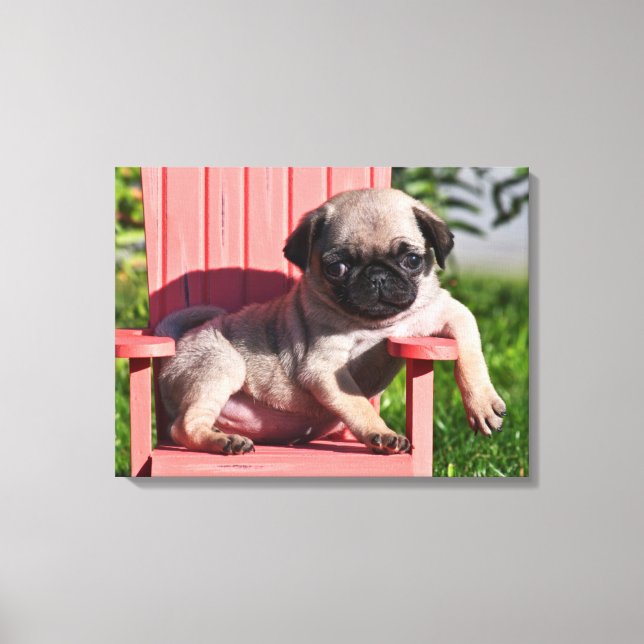 USA, California. Pug Puppy Slouching Canvas Print (Front)