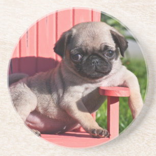 USA, California. Pug Puppy Slouching Drink Coaster