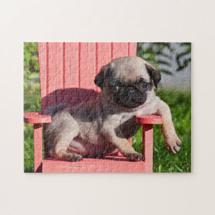 USA, California. Pug Puppy Slouching Jigsaw Puzzle