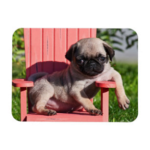 USA, California. Pug Puppy Slouching Magnet