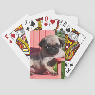 USA, California. Pug Puppy Slouching Poker Cards