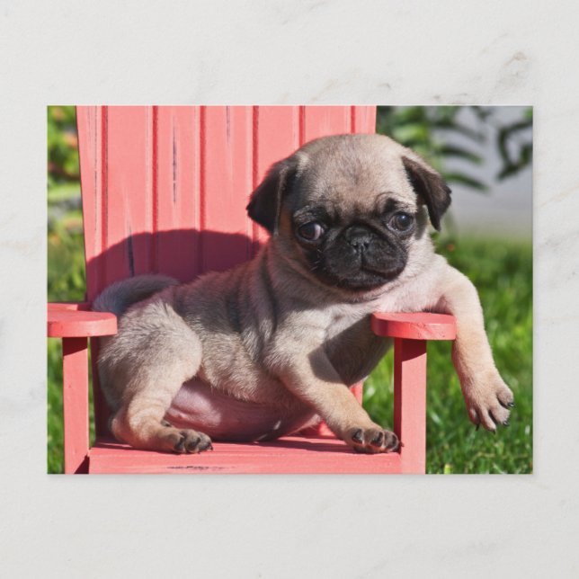 USA, California. Pug Puppy Slouching Postcard (Front)