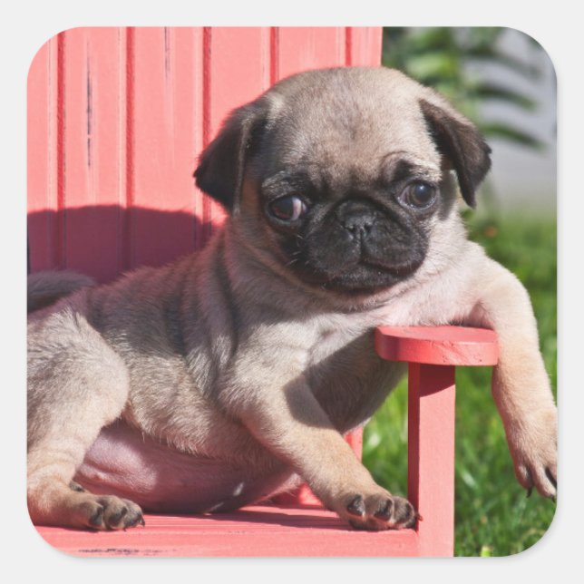 USA, California. Pug Puppy Slouching Square Sticker (Front)
