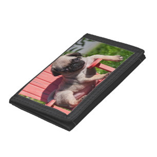 USA, California. Pug Puppy Slouching Trifold Wallet