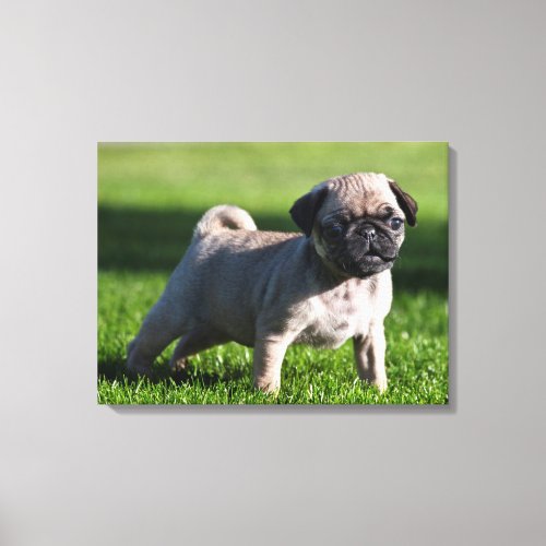 USA California Pug Puppy Standing In Grass 2 Canvas Print