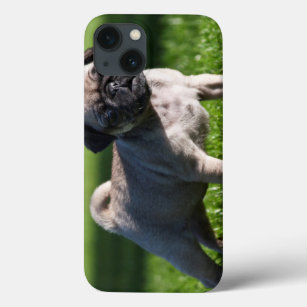 USA, California. Pug Puppy Standing In Grass 2 iPhone 13 Case