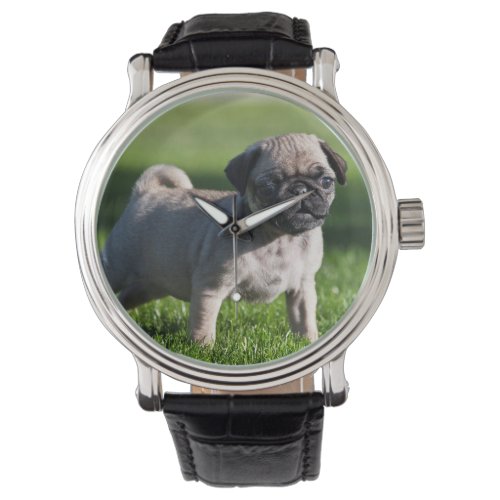 USA California Pug Puppy Standing In Grass 2 Watch