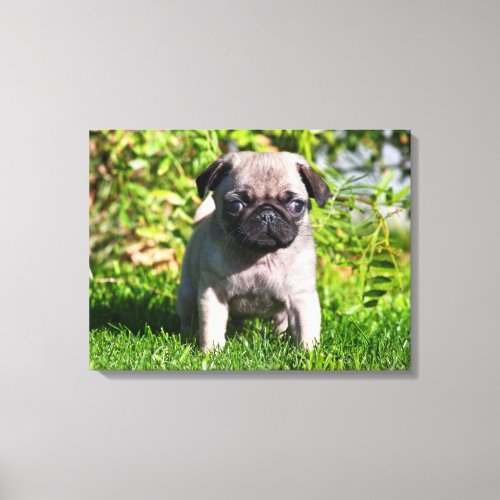 USA California Pug Puppy Standing In Grass Canvas Print