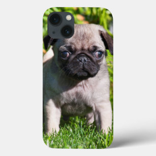 USA, California. Pug Puppy Standing In Grass iPhone 13 Case
