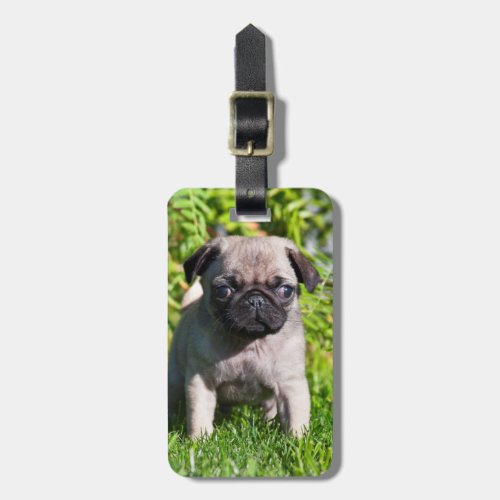 USA California Pug Puppy Standing In Grass Luggage Tag