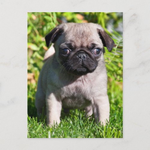 USA California Pug Puppy Standing In Grass Postcard