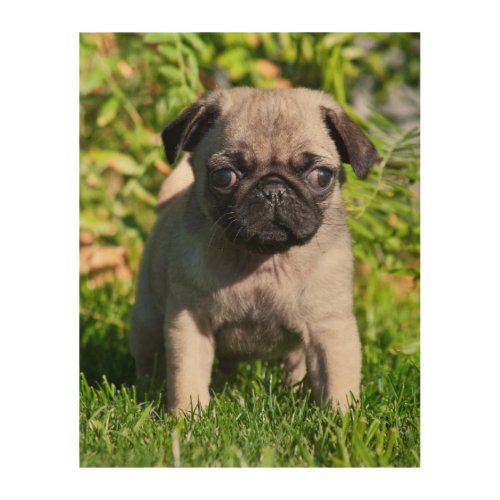 USA California Pug Puppy Standing In Grass Wood Wall Art