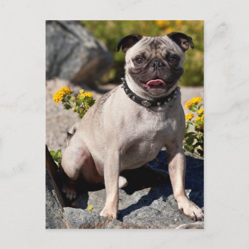 USA California Pug Sitting On Boulder Postcard