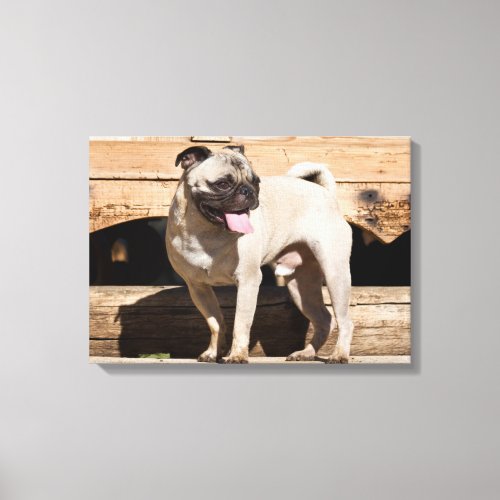 USA California Pug Standing On Wooden Bench Canvas Print