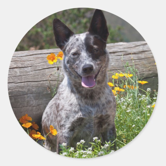 USA, California. Queensland Healer Sitting 2 Classic Round Sticker (Front)