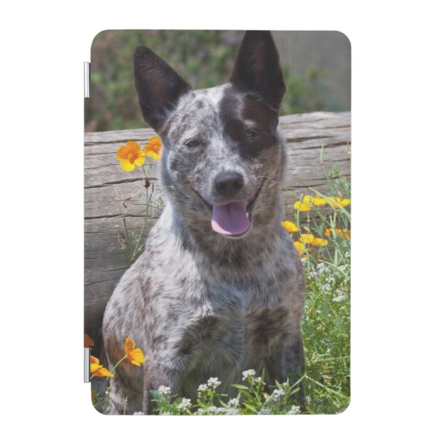 USA, California. Queensland Healer Sitting 2 iPad Mini Cover (Front)