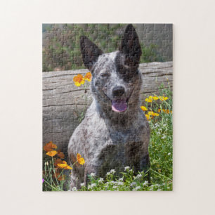 USA, California. Queensland Healer Sitting 2 Jigsaw Puzzle