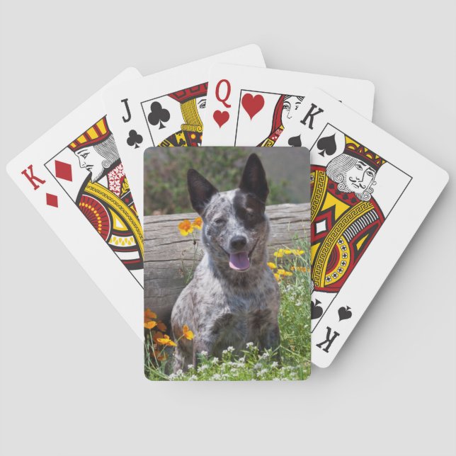 USA, California. Queensland Healer Sitting 2 Poker Cards (Back)
