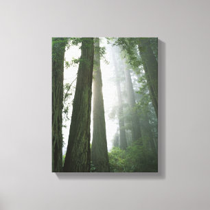 USA, California, Redwood National Park, 2 Canvas Print